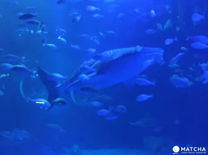 ［石川县］休闲放松好去处！能登岛景点民宿推荐