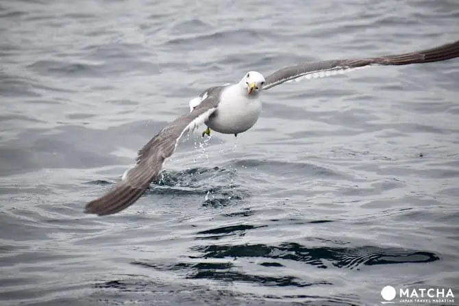 ［石川县］休闲放松好去处！能登岛景点民宿推荐
