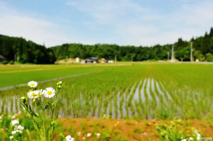 Kazuma Sake Brewery