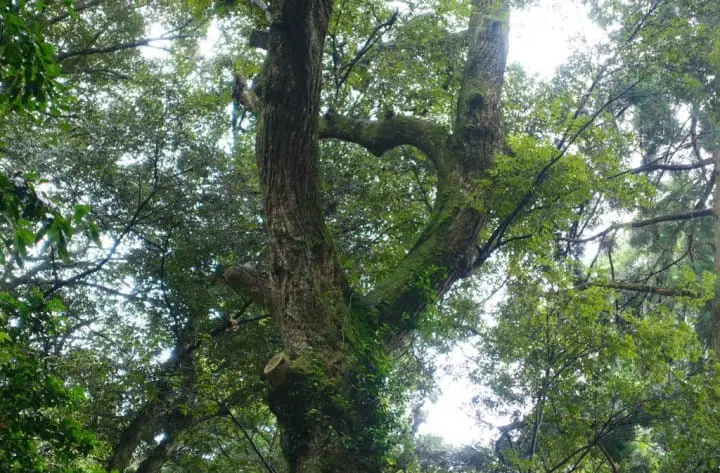 เดินทางไปกลับจากโตเกียวในวันเดียว : หย่อนใจไปกับศาลเจ้าคาชิมะจินกูและงานดอกไอริสที่อิตะโคะ