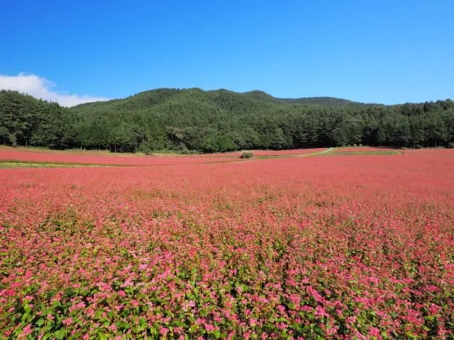 長野完全指南。精選23處觀光景點與10間滑雪場
