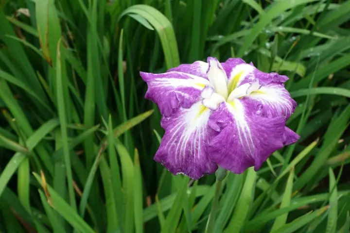 เดินทางไปกลับจากโตเกียวในวันเดียว : หย่อนใจไปกับศาลเจ้าคาชิมะจินกูและงานดอกไอริสที่อิตะโคะ