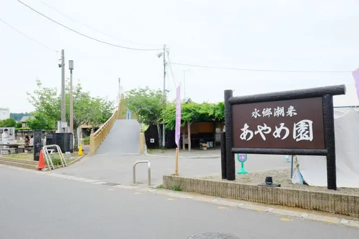 ทริปเที่ยวไปเช้าเย็นกลับจากโตเกียว - ชมเมืองซาวาระเมืองเก่าของญี่ปุ่น และ เทศกาลดอกอายาเมะที่อิตะโคะ