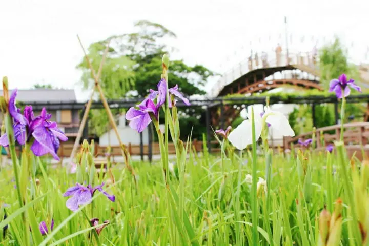 ทริปเที่ยวไปเช้าเย็นกลับจากโตเกียว - ชมเมืองซาวาระเมืองเก่าของญี่ปุ่น และ เทศกาลดอกอายาเมะที่อิตะโคะ