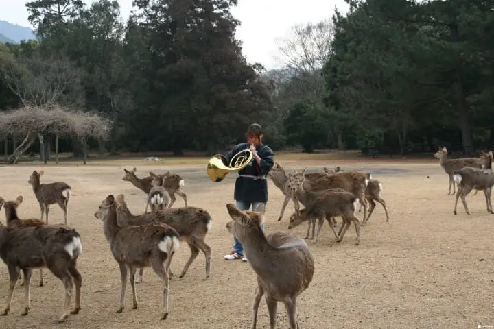 奈良縣觀光保存指南。交通方式、觀光景點到購物伴手禮，抹茶通通告訴妳