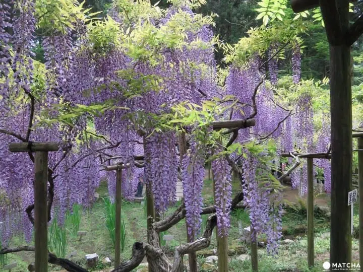 奈良縣觀光保存指南。交通方式、觀光景點到購物伴手禮，抹茶通通告訴妳