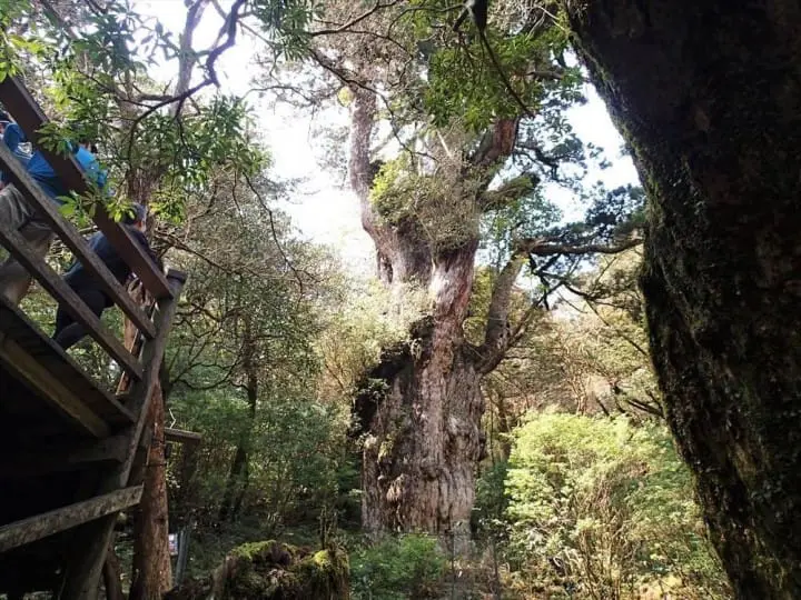 Japanese History Part 1: From The Jomon To Nara Period