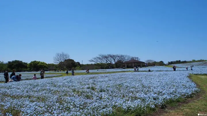 【福岡】最適合親子接近大自然、與動物零距離！徹底玩瘋！海中之道-海濱公園