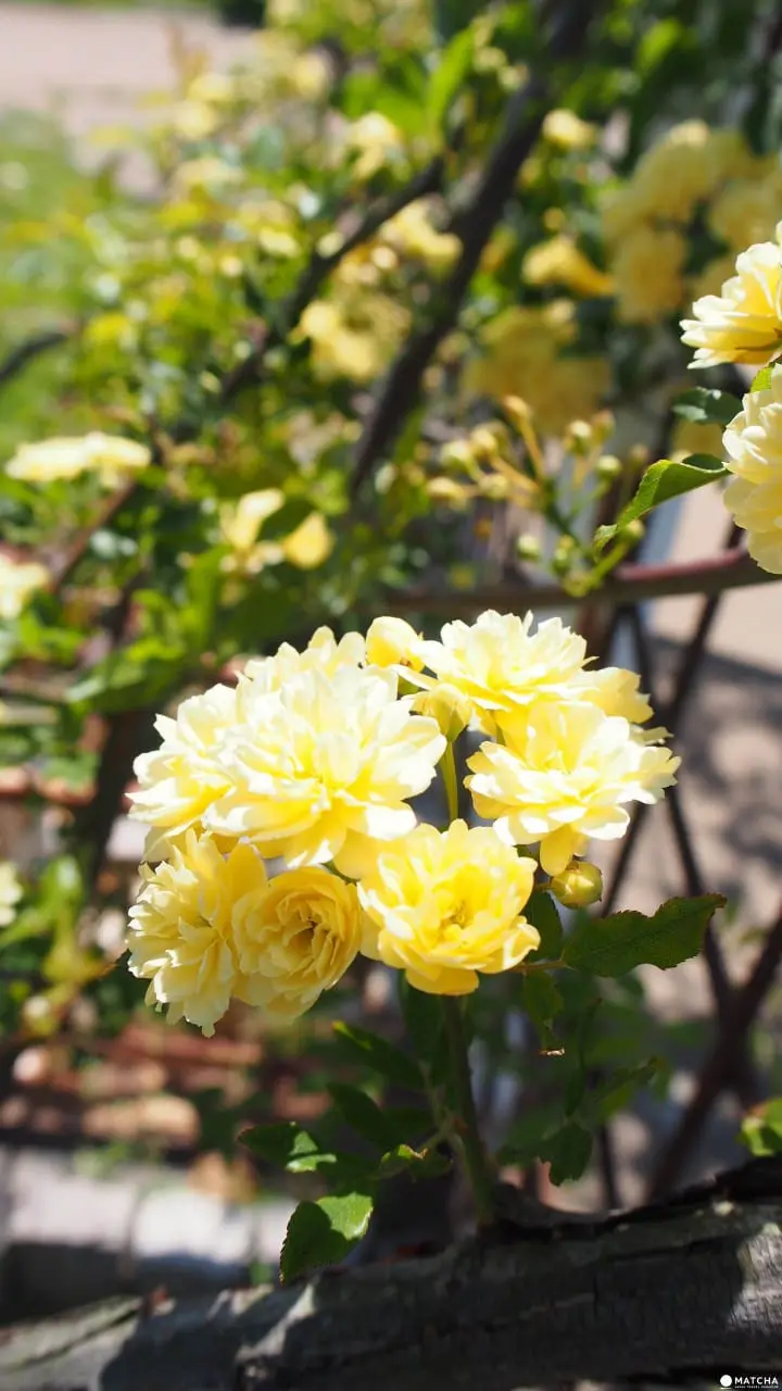 【福岡】最適合親子接近大自然、與動物零距離！徹底玩瘋！海中之道-海濱公園