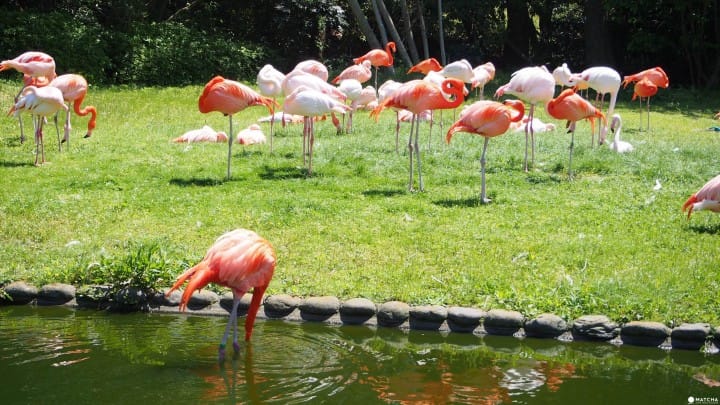 【福岡】最適合親子接近大自然、與動物零距離!徹底玩瘋!海中之道-海濱公園