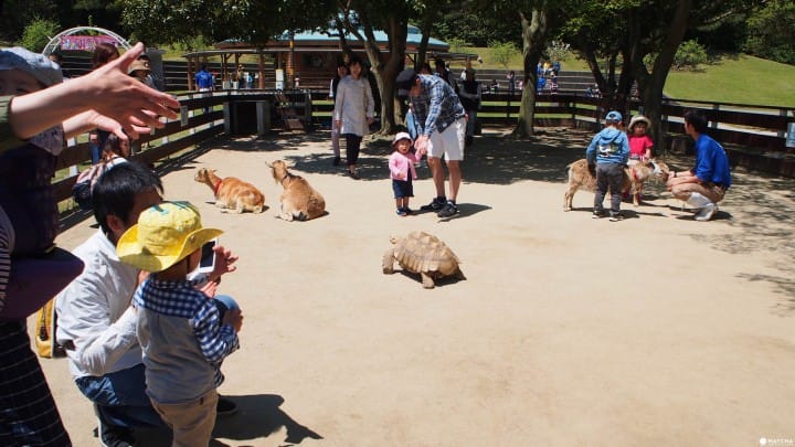 【福岡】最適合親子接近大自然、與動物零距離!徹底玩瘋!海中之道-海濱公園