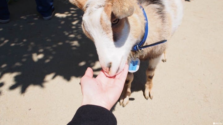 【福岡】最適合親子接近大自然、與動物零距離!徹底玩瘋!海中之道-海濱公園