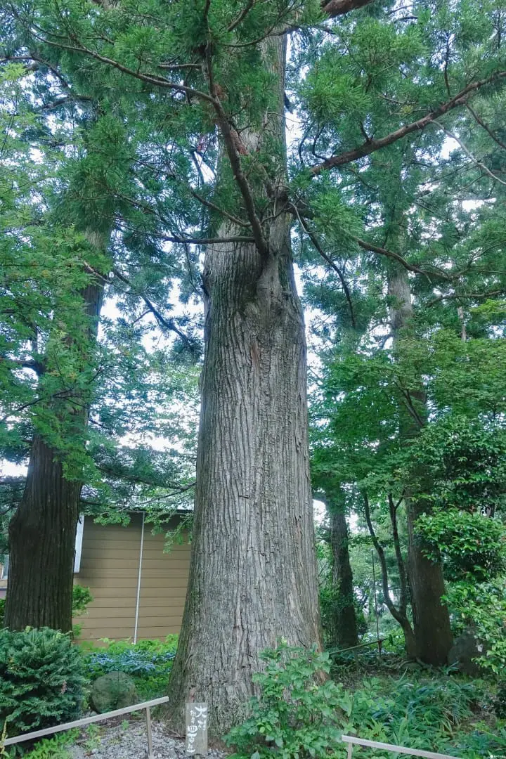 鸟取大山 三百年建筑中的田舍Cafe