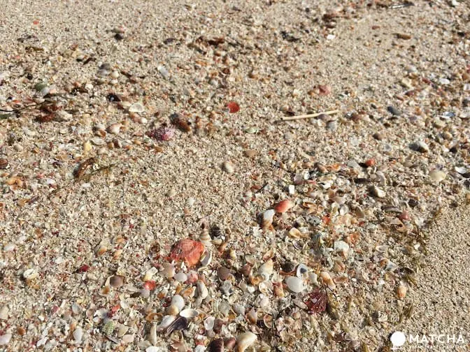 「福井」最輕鬆浪漫的夏日遊！亞洲首個藍旗海灘－和田海灘享受海水浴，欣賞花火大會