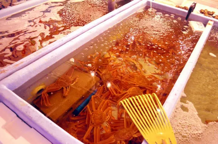 “日本最不有名的县”竟然最不容错过！鸟取县V.S.岛根县好吃好玩报给你