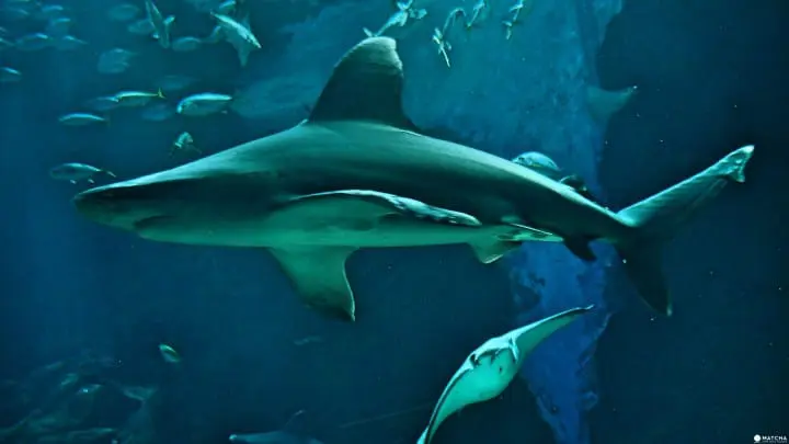 福岡海洋世界海之中道鯊