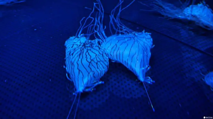 福岡海洋世界海之中道九州水母