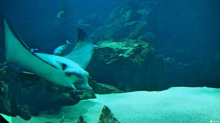 福岡海洋世界海之中道九州外洋魟