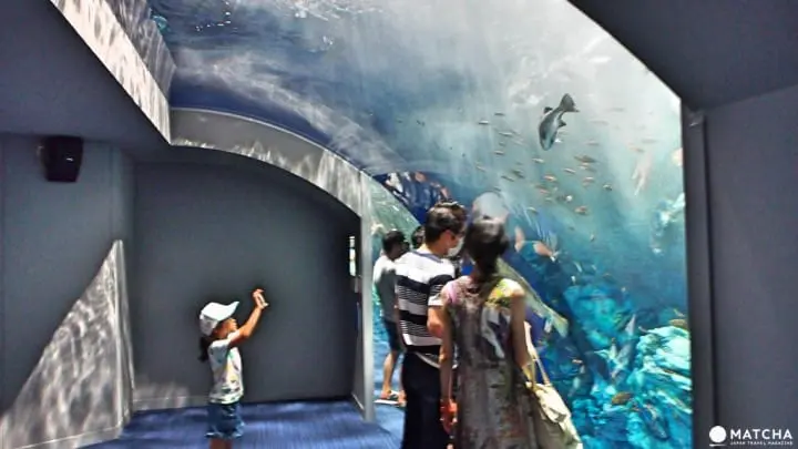 福岡海洋世界海之中道九州近海