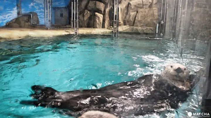 福岡海洋世界海之中道海瀨