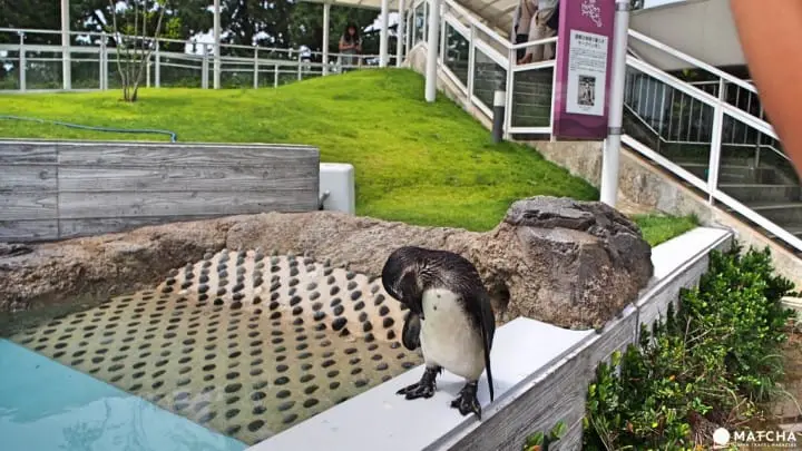 福岡海洋世界海之中道企鵝