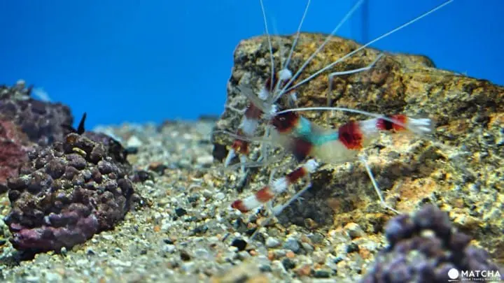 福岡海洋世界海之中道深海