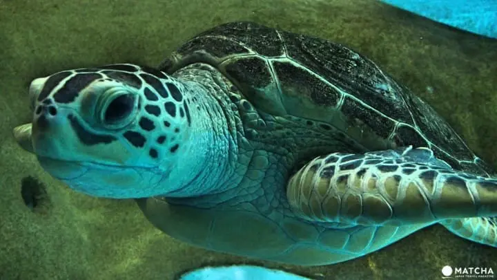 福岡海洋世界海之中道海龜