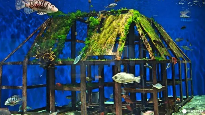 福岡海洋世界海之中道珊瑚