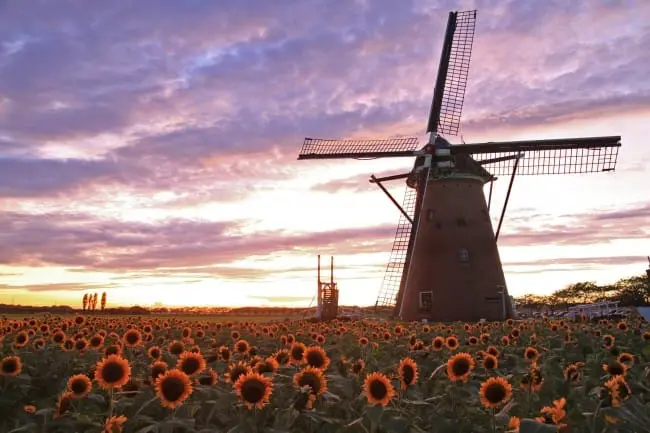 千叶县佐仓市“风车向日葵花园”开跑！