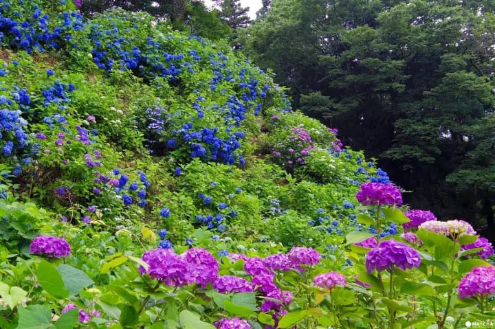 [Niigata] Gomadoyama Ajisaien Garden