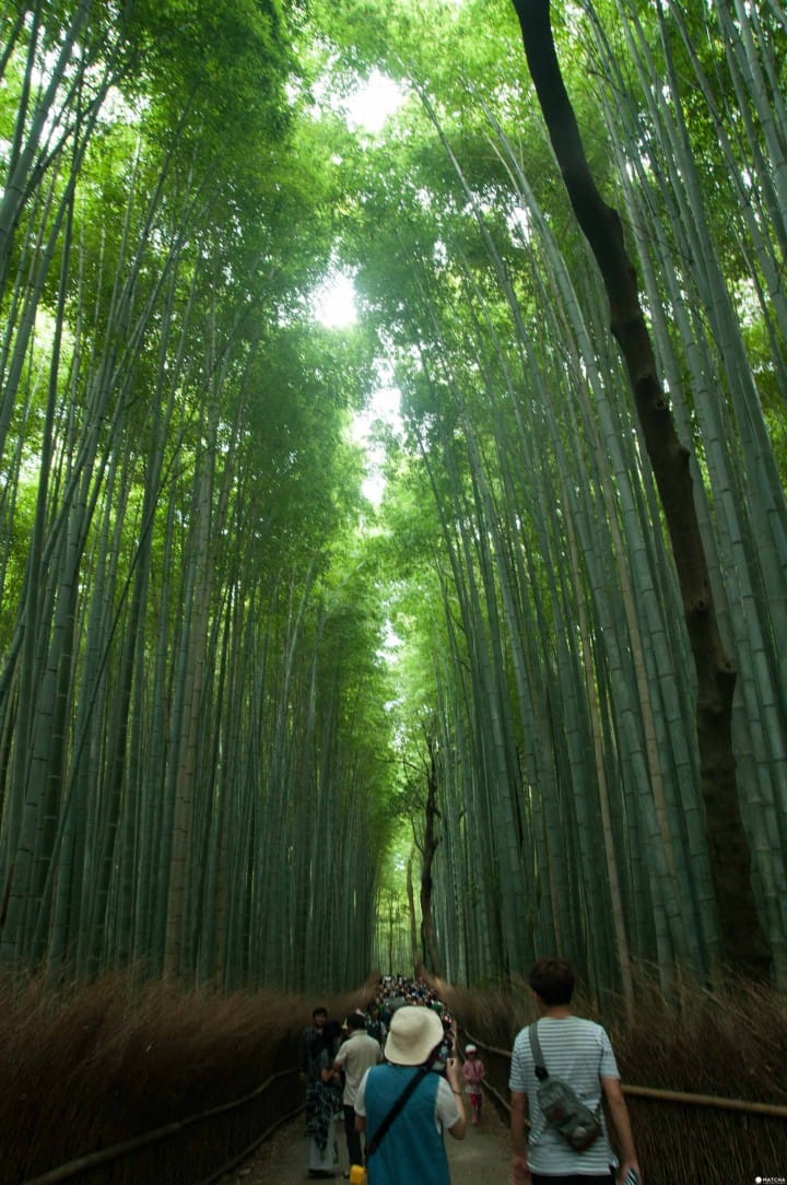 竹林之道
