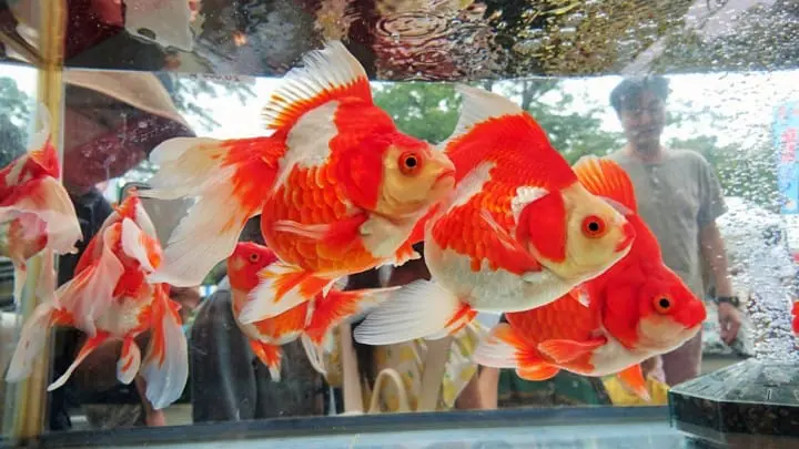 東京「2017江戸川區特産金魚祭典」在西葛西行船公園舉行(7月22、23日)