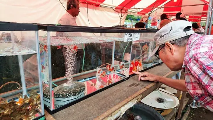 東京「2017江戸川區特産金魚祭典」在西葛西行船公園舉行(7月22、23日)