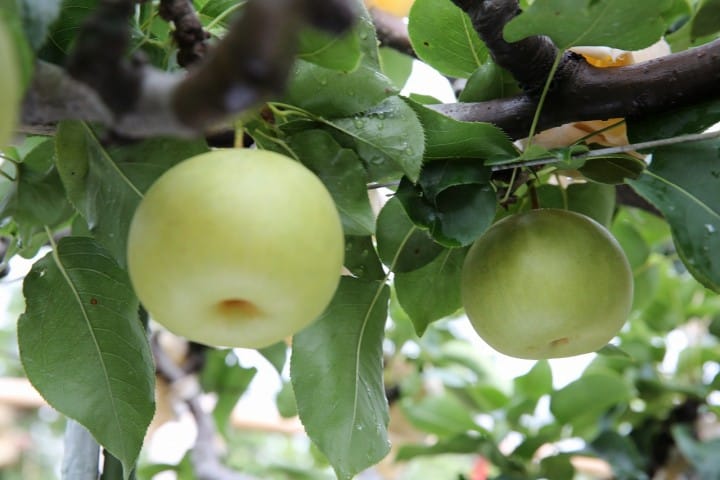 鳥取県の特産品である二十世紀梨