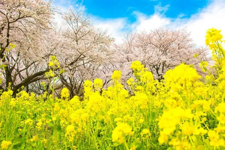 The History Of Japan Part 3: From The Edo Era To Today