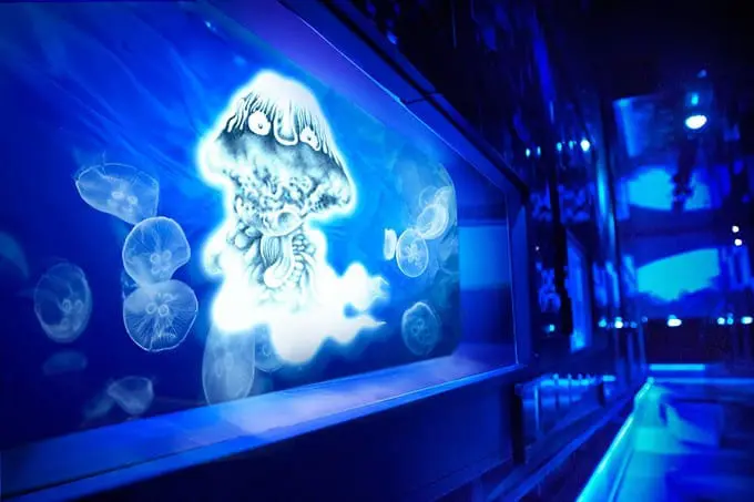 在去欣赏7/29的隅田川花火前，先来看一下鬼太郎水母鬼火吧！