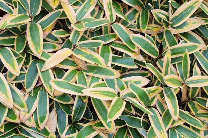 什麼！？這也能做成冰淇淋？超乎想像的日本冰淇淋