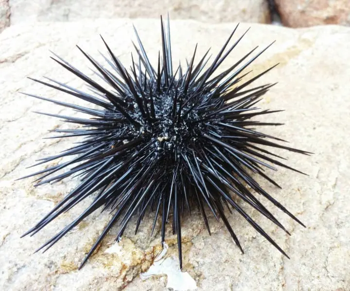 什麼！？這也能做成冰淇淋？超乎想像的日本冰淇淋