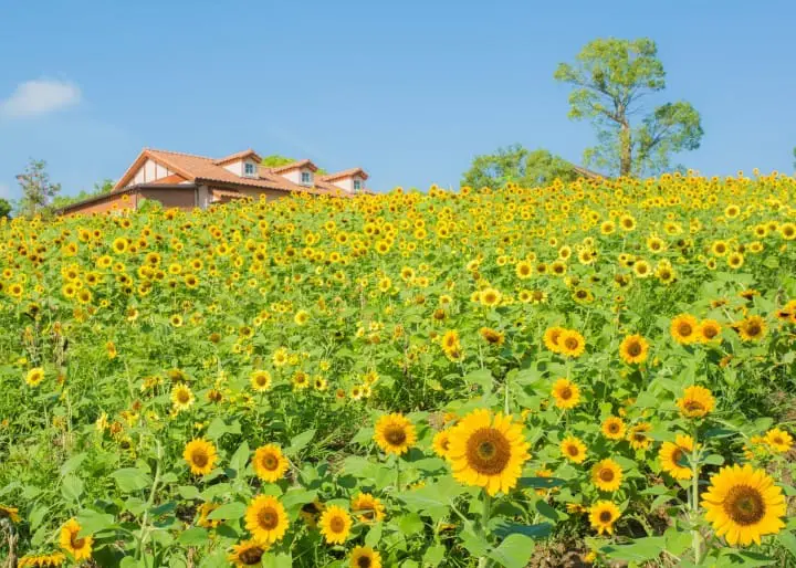 来堺绿博物馆收获之丘看6万朵的向日葵一起点亮夏天！