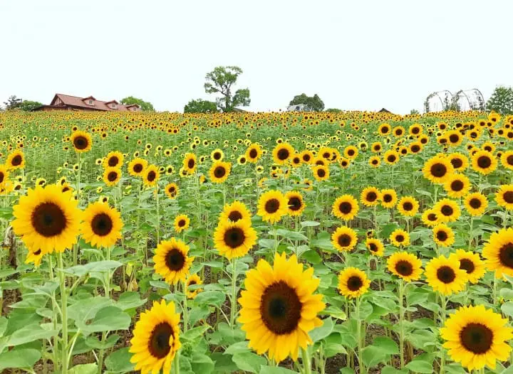 来堺绿博物馆收获之丘看6万朵的向日葵一起点亮夏天！