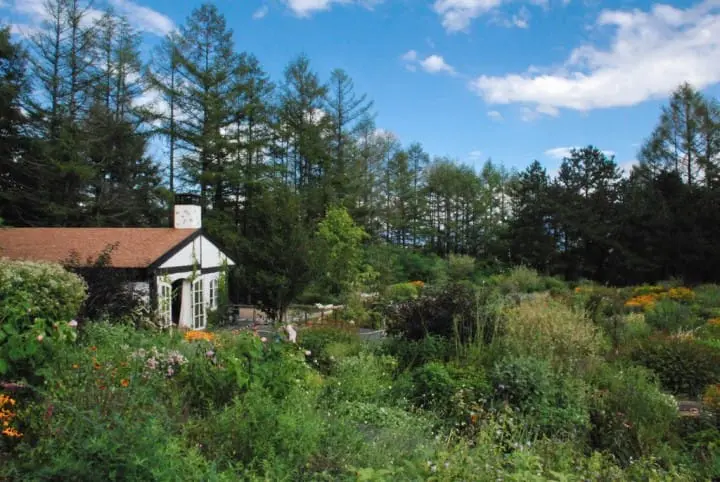 紫色北海道！擁抱富良野薰衣草花海！初心者的夏季北海道攻略