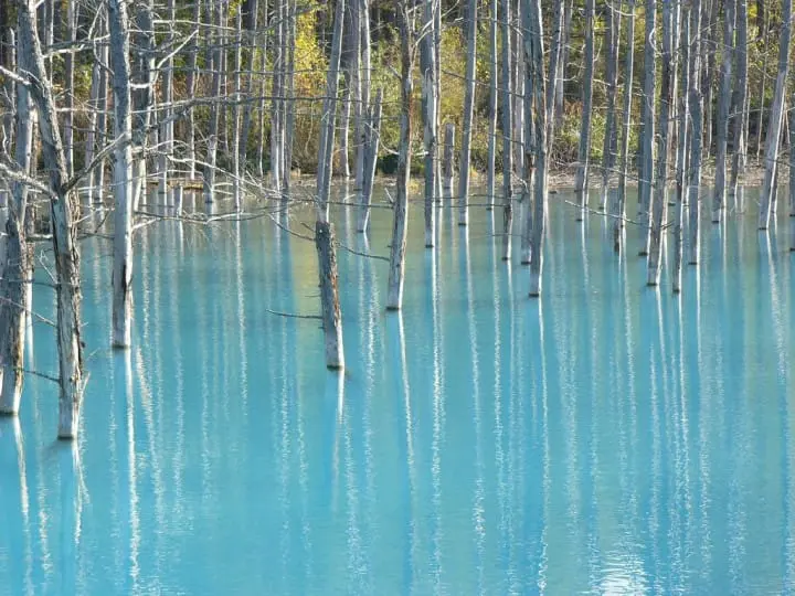 紫色北海道！擁抱富良野薰衣草花海！初心者的夏季北海道攻略