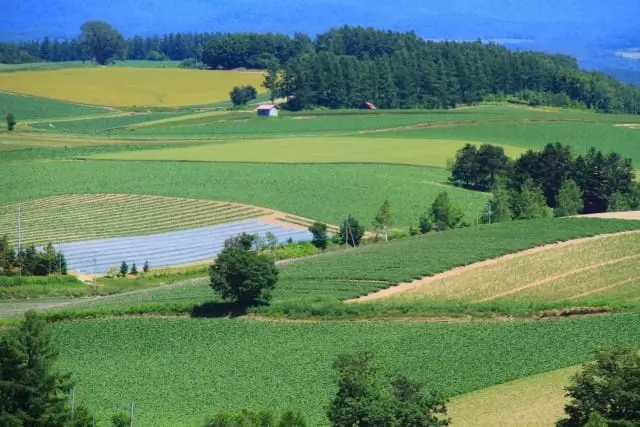 紫色北海道！擁抱富良野薰衣草花海！初心者的夏季北海道攻略