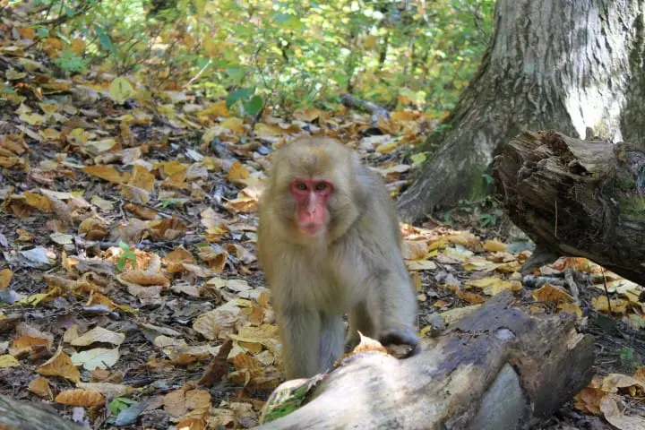 秋のスノーモンキー