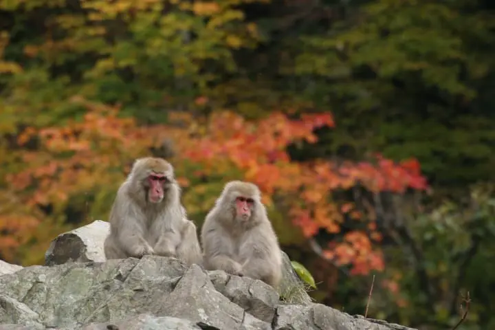 紅葉とスノーモンキー