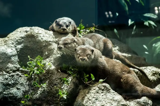 萌萌企鵝伴你度過涼爽夏日，池袋「sunshine city」飛天企鵝「天空酒場」