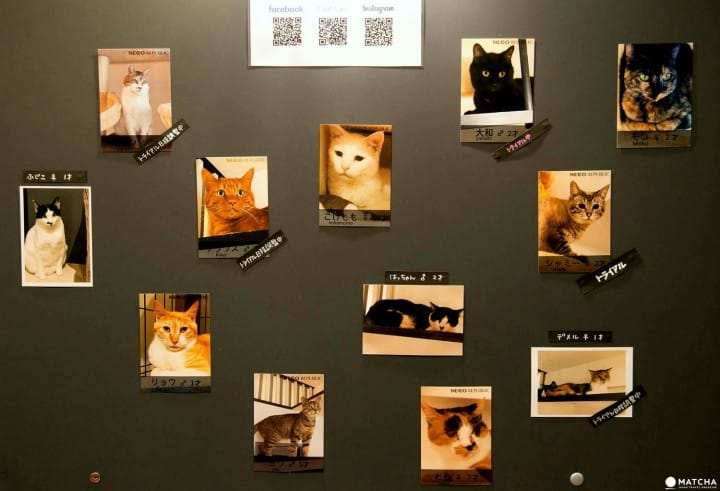 cats at neco republic ikebukuro