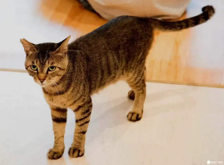 neco republic ikebukuro old cat