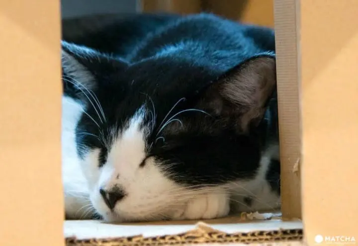 neco republic ikebukuro relaxing cat