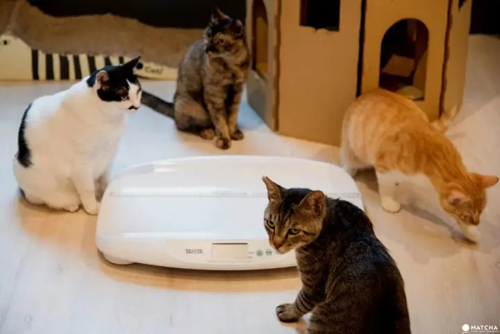 weighing cats at neco republic ikebukuro
